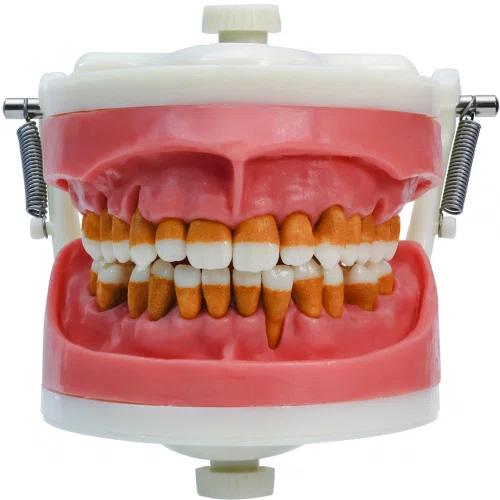 Manequim para Cirurgia com Dentes de Periodontia (PD110) - Pronew/Prodens