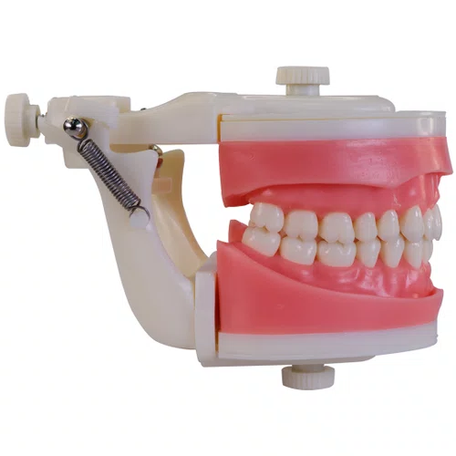 Manequim de Dentistíca (PD100) - Pronew/Prodens