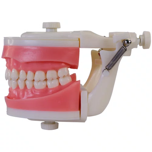Manequim de Dentistíca (PD100) - Pronew/Prodens