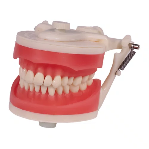 Manequim de Dentistíca (PD100) - Pronew/Prodens