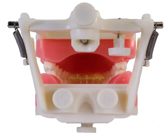 Manequim de Dentistíca (PD100) - Pronew/Prodens