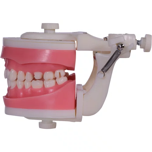 Manequim de Materiais Dentários (PD101) - Pronew/Prodens