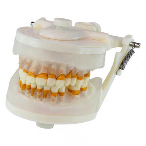Manequim de Periodontia II (PD103) - Pronew/Prodens