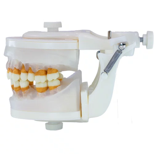 Manequim de Periodontia II (PD103) - Pronew/Prodens