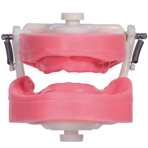 Manequim Prótese Total (PD106) - Pronew/Prodens