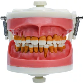 Manequim para Cirurgia com Dentes de Periodontia (PD110) - Pronew/Prodens