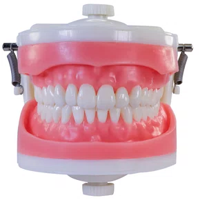 Manequim de Dentistíca (PD100) - Pronew/Prodens
