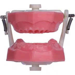 Manequim de Endodontia (PD107) - Pronew/Prodens