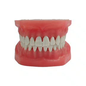 Manequim Macro Modelo S/Articulador (AC102) - Pronew/Prodens