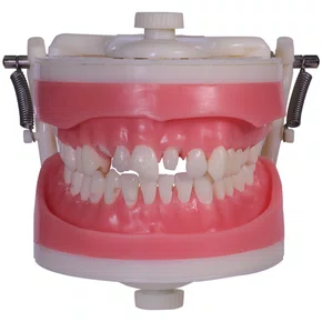 Manequim de Materiais Dentários (PD101) - Pronew/Prodens