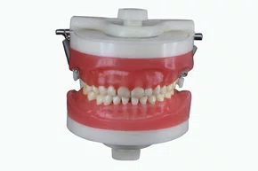 Manequim de Odontopediatria (PD114) - Pronew/Prodens