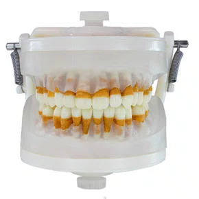 Manequim de Periodontia II (PD103) - Pronew/Prodens