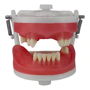 Manequim de Prótese Removível (PD105) - Pronew/Prodens