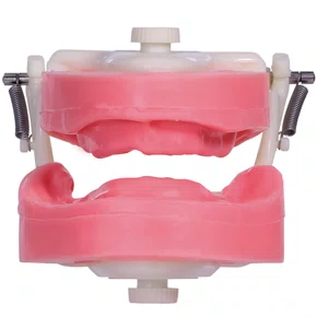 Manequim Prótese Total (PD106) - Pronew/Prodens