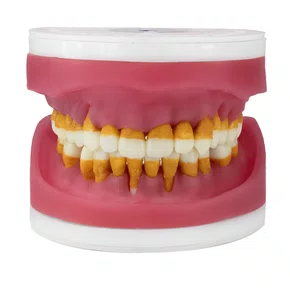 Manequim Refil de Cirurgia com Dente de Perio (AC025) - Pronew/Prodens