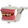 Manequim para Cirurgia com Dentes de Periodontia (PD110) - Pronew/Prodens