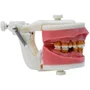 Manequim para Cirurgia com Dentes de Periodontia (PD110) - Pronew/Prodens