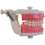 Manequim de Dentistíca (PD100) - Pronew/Prodens