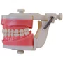 Manequim de Dentistíca (PD100) - Pronew/Prodens
