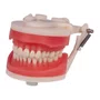 Manequim de Dentistíca (PD100) - Pronew/Prodens