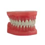 Manequim Macro Modelo S/Articulador (AC102) - Pronew/Prodens