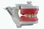 Manequim de Odontopediatria (PD114) - Pronew/Prodens