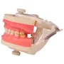 Manequim de Odontopediatria (PD114) - Pronew/Prodens
